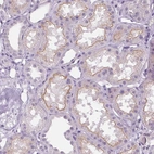 Immunohistochemical staining of human kidney shows moderate positivity in luminal membrane in cells in tubules.