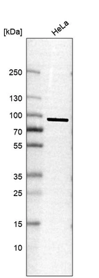 Western blot analysis in human cell line HeLa.
