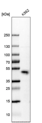 Western blot analysis in human cell line K562.