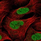 Immunofluorescent staining of human cell line U-2 OS shows localization to nucleoplasm.
