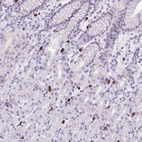 Anti-BHMG1 Antibody