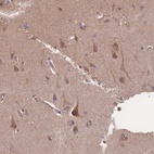 Anti-ATXN10 Antibody