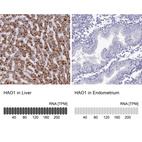 Anti-HAO1 Antibody