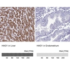 Anti-HAO1 Antibody