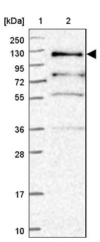 Anti-PLEKHG5 Antibody