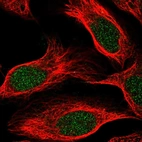 Immunofluorescent staining of human cell line U-2 OS shows localization to nucleus.