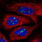 Immunofluorescent staining of human cell line HeLa shows positivity in nucleoli.