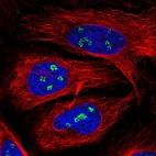 Immunofluorescent staining of human cell line HeLa shows positivity in nucleoli.