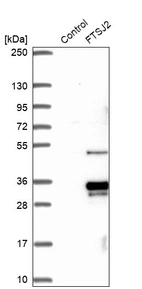 Western blot analysis in control (vector only transfected HEK293T lysate) and FTSJ2 over-expression lysate (Co-expressed with a C-terminal myc-DDK tag (~3.1 kDa) in mammalian HEK293T cells, LY415615).