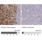 Anti-PCSK2 Antibody