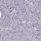 Immunohistochemical staining of human pancreas shows low expression as expected.