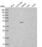 Anti-C7orf25 Antibody