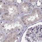 Immunohistochemical staining of human kidney using Anti-KIF13B antibody HPA049655.