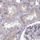 Immunohistochemical staining of human kidney using Anti-KIF13B antibody HPA049655.