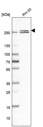Anti-CNOT1 Antibody