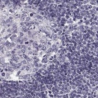 Immunohistochemical staining of human lymph node using Anti-KIF13B antibody HPA049655.