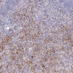 Immunohistochemical staining of human spleen shows high expression.