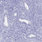 Immunohistochemical staining of human endometrium shows low expression as expected.