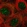 Anti-NOL7 Antibody