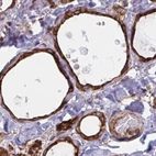 Immunohistochemical staining of human thyroid gland using Anti-BCAP29 antibody HPA049694.