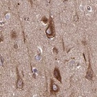 Immunohistochemical staining of human cerebral cortex using Anti-BCAP29 antibody HPA049694.