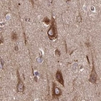 Immunohistochemical staining of human cerebral cortex using Anti-BCAP29 antibody HPA049694.