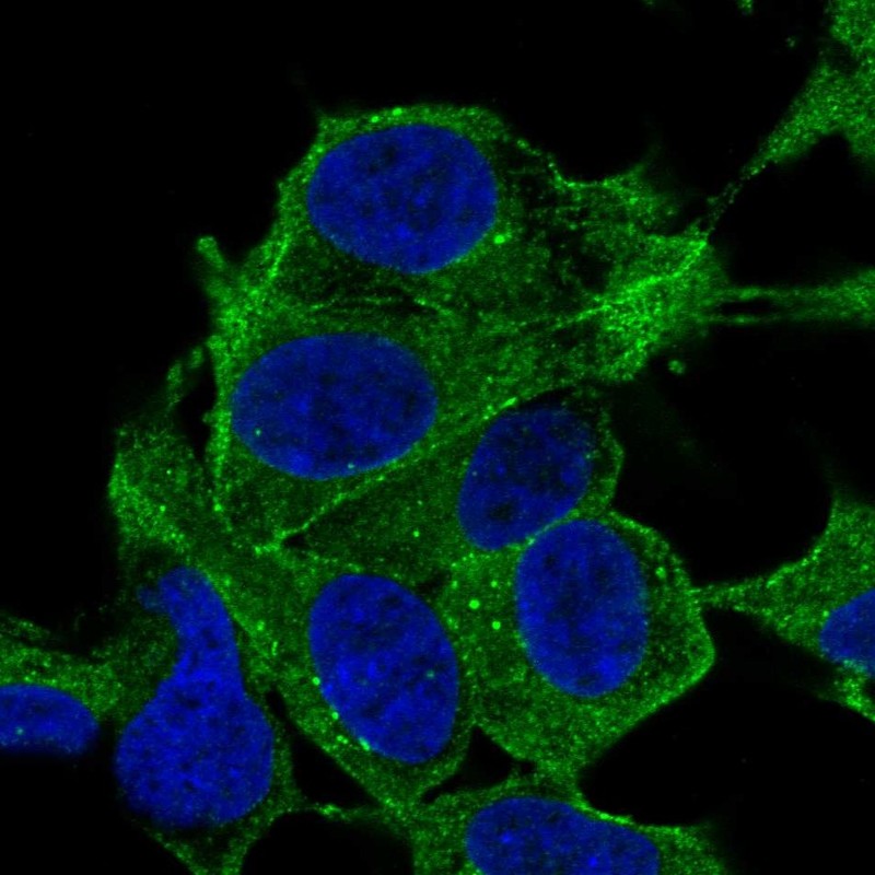 Anti-SYNPO2 Antibody