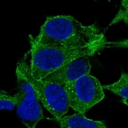 Anti-SYNPO2 Antibody