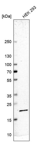 Anti-RPS11 Antibody
