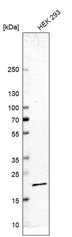 Western blot analysis in human cell line HEK 293.