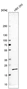Anti-RPS11 Antibody