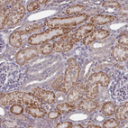 Immunohistochemical staining of human kidney shows strong cytoplasmic positivity in cells in tubules.