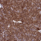Immunohistochemical staining of human pancreas shows strong cytoplasmic positivity in exocrine glandular cells.