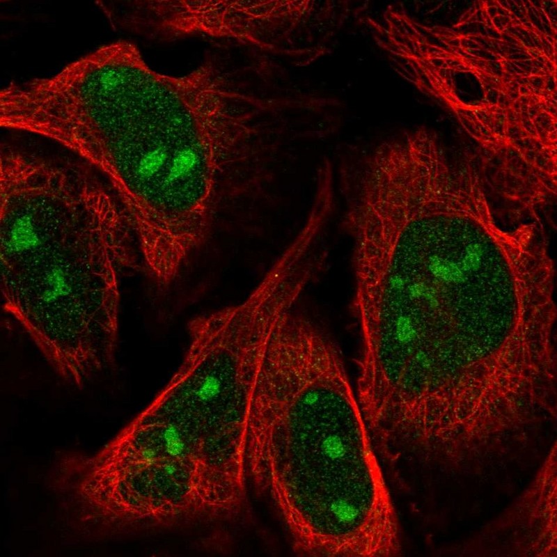 Anti-ZNF507 Antibody