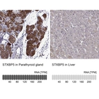 Anti-STXBP5 Antibody
