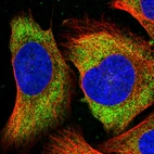 Immunofluorescent staining of human cell line U-2 OS shows localization to cytosol.
