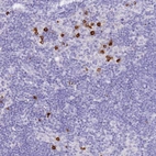 Anti-HERC1 Antibody