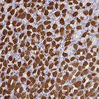 Anti-PEX10 Antibody
