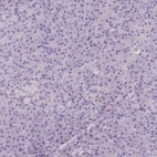 Immunohistochemical staining of human pancreas shows no cytoplasmic positivity in exocrine glandular cells as expected.