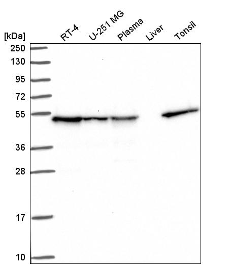 Anti-DNAJA2 Antibody