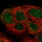 Immunofluorescent staining of human cell line A-431 shows localization to nucleoplasm & cytosol.
