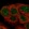 Anti-NMRK1 Antibody