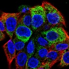 Immunofluorescent staining of human cell line Hep G2 shows localization to cytosol & vesicles.