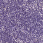 Immunohistochemical staining of human lymph node shows no positivity in non-germinal center cells as expected.