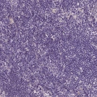 Immunohistochemical staining of human lymph node shows no positivity in non-germinal center cells as expected.
