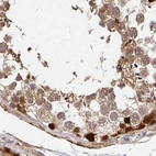 Immunohistochemical staining of human testis using Anti-PSMD7 antibody HPA049824.