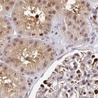 Immunohistochemical staining of human kidney using Anti-PSMD7 antibody HPA049824.