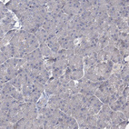 Anti-KRAS Antibody