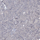 Immunohistochemical staining of human pancreas shows no positivity in exocrine glandular cells as expected.