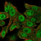 Immunofluorescent staining of human cell line Hep G2 shows localization to nucleoplasm & cytosol.